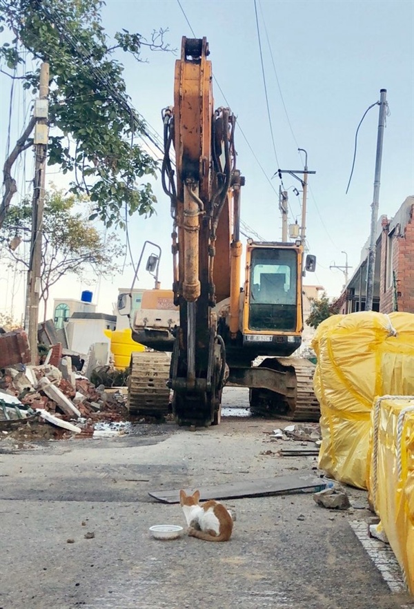 지난 가을, 철거가 한창인 목동 3지구에서 고양이 한 마리가 멈춰선 굴착기 앞에 마주해 있다. 수 십 명의 캣맘(Cat Mom)과 캣대디(Cat Daddy)들은 목동 3지구에서 50~60마리의 고양이들을 구조해 냈다. 