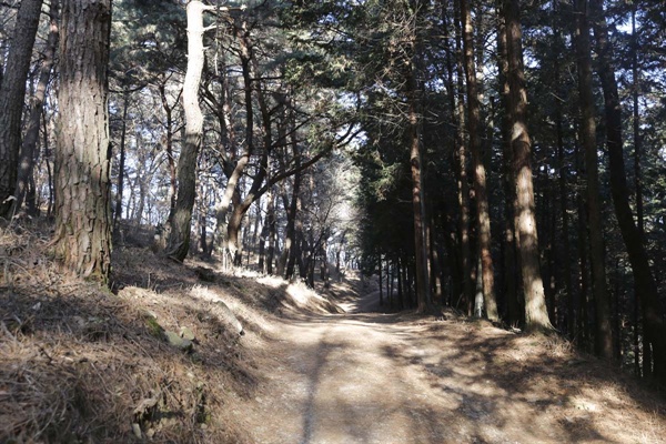 상월정으로 가는 숲길. 소나무와 편백이 우거진 숲 사이로 임도가 다소곳이 나 있다.