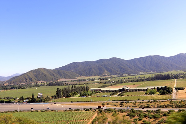  칠레와인으로 유명한 카사블랑카 계곡의 포도농장 모습