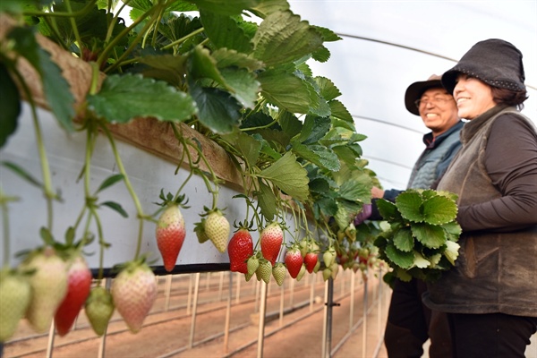 논산 왕딸기인 킹스베리를 재배하고 있는 농민이 함박웃음을 짓고 있다