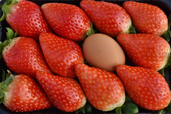 킹스베리 딸기는 달걀보다 크고 보고 70~90g에 육박한다. 맛과 향도 일품으로 현재 시장에서 상승가도를 달리고 있다