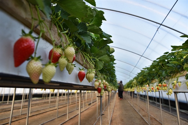 킹스베리 딸기 재배현장, 깨끗한 환경에서 친환경적으로 재배되고 있다