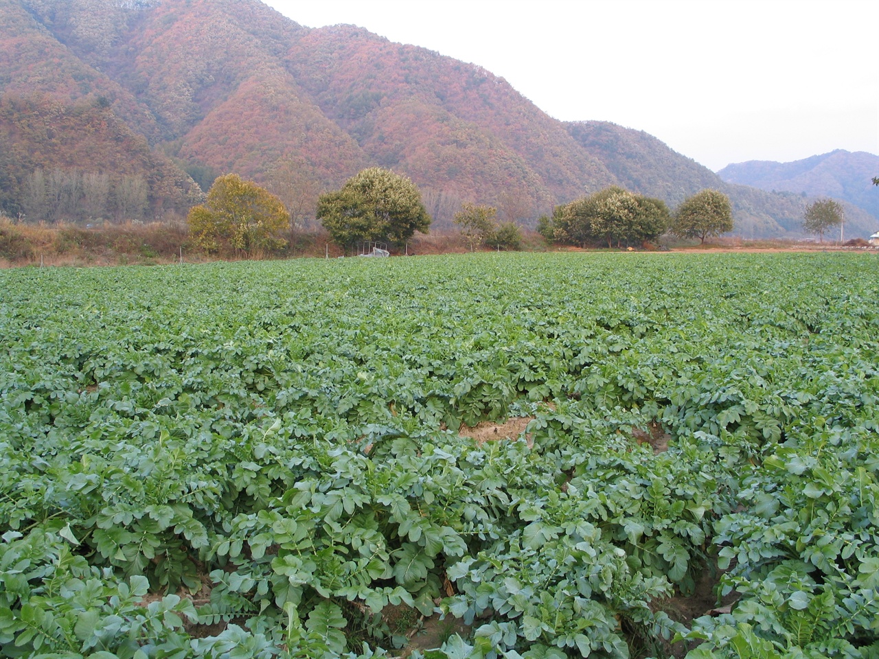 10월 하순경 찍은 무밭 전경
좀 더 자라면 김장용 무로 수확한다.