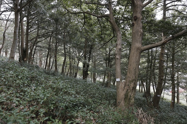 보림사를 둘러싸고 있는 비자나무 숲. 나무 아래에는 야생의 차나무가 자라고 있다.