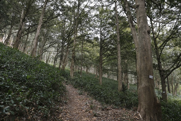 야생의 차나무와 함께 숲을 이루고 있는 비자나무들. 그 사이로 산책할 수 있는 길이 단장돼 있다.