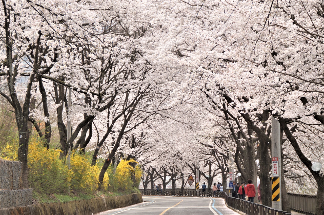 2018년 4월 만개한 섬진강 벚꽃