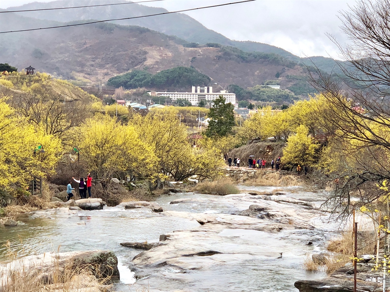 2018년 3월 만개한 구례 반곡마을 산수유꽃