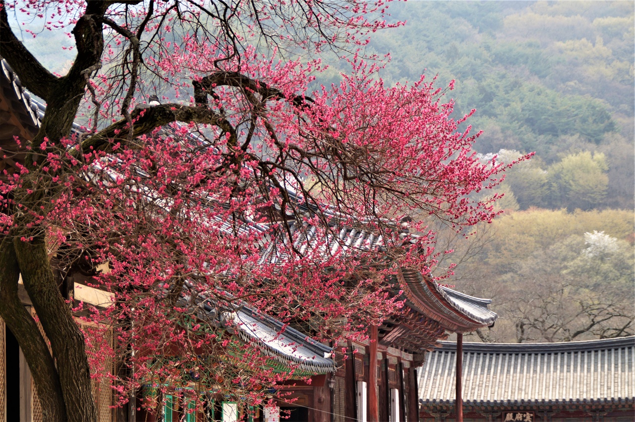 구례 화엄사 홍매화 2018년 3월말 만개한 구례 화엄사 홍매화