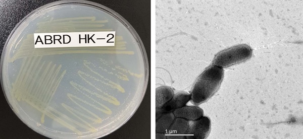 프탈레이트 분해활성이 우수한 미생물 '노보스핑고비움 플루비'(ABRDHK-2) 사진(왼쪽: 확대 전, 오른쪽: 확대 후).