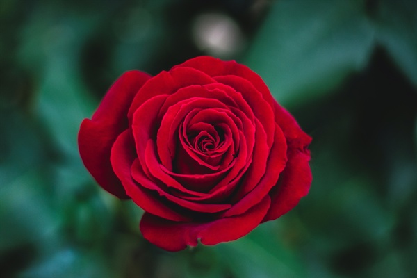 "내게 오지 마. 분홍 꽃인 나는 아름답지 않아. 내 자손이 아닌 빨간 꽃으로 이 세상을 채워야 해." 