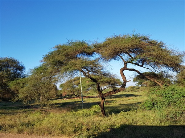 우리나라에서 양봉 철에 많이 보게 되는 나무를 아카시아라고 흔히 말한다. 하지만 그 나무는 ‘아카시’이다. 마사이마라국립공원의 초원이나 탄자니아의 들판에서 자주 목격하게 되는 것이 바로 우산처럼 생긴 ‘우산 아카시아 나무’다.   