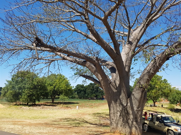 생텍쥐페리의 <어린왕자> 때문에 유명해진 나무다. 동아프리카를 여행하다보면 자주 목격하게 되지만, 인간 생태계의 파괴로 바오밥나무가 멸종위기에 있다는 뉴스를 최근에 읽었다. 시원한 바오밥나무 밑에 탄자니아 경찰차가 멈추어 서서 더위를 피해 휴식을 취하고 있다. 