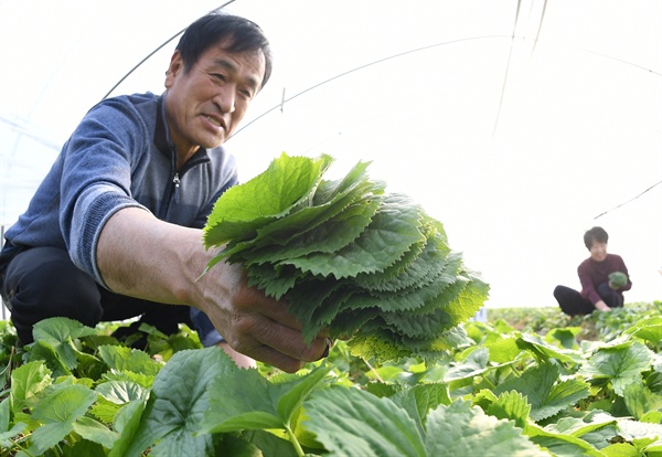  거창 '곤달비' 수확.