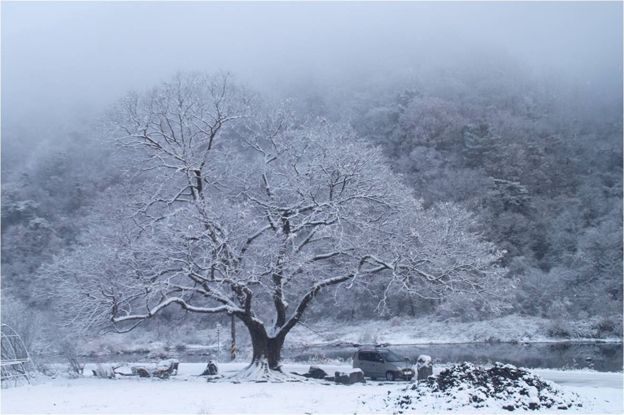 김용택 시인이 직접 찍은 마을 앞 500년 된 느티나무의 겨울 풍경
