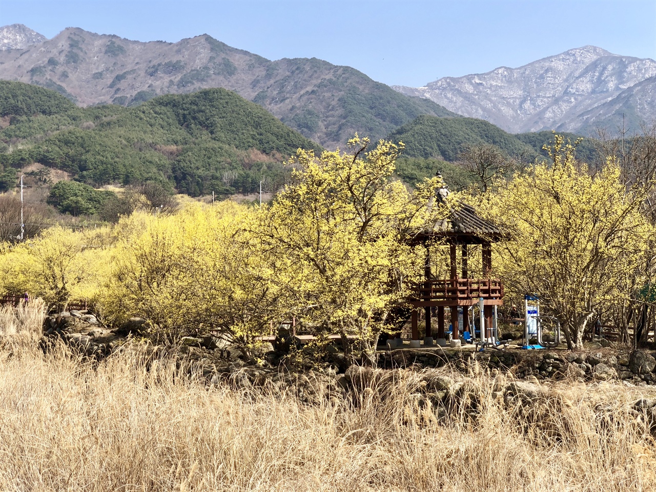 구례 반곡마을 산수유꽃