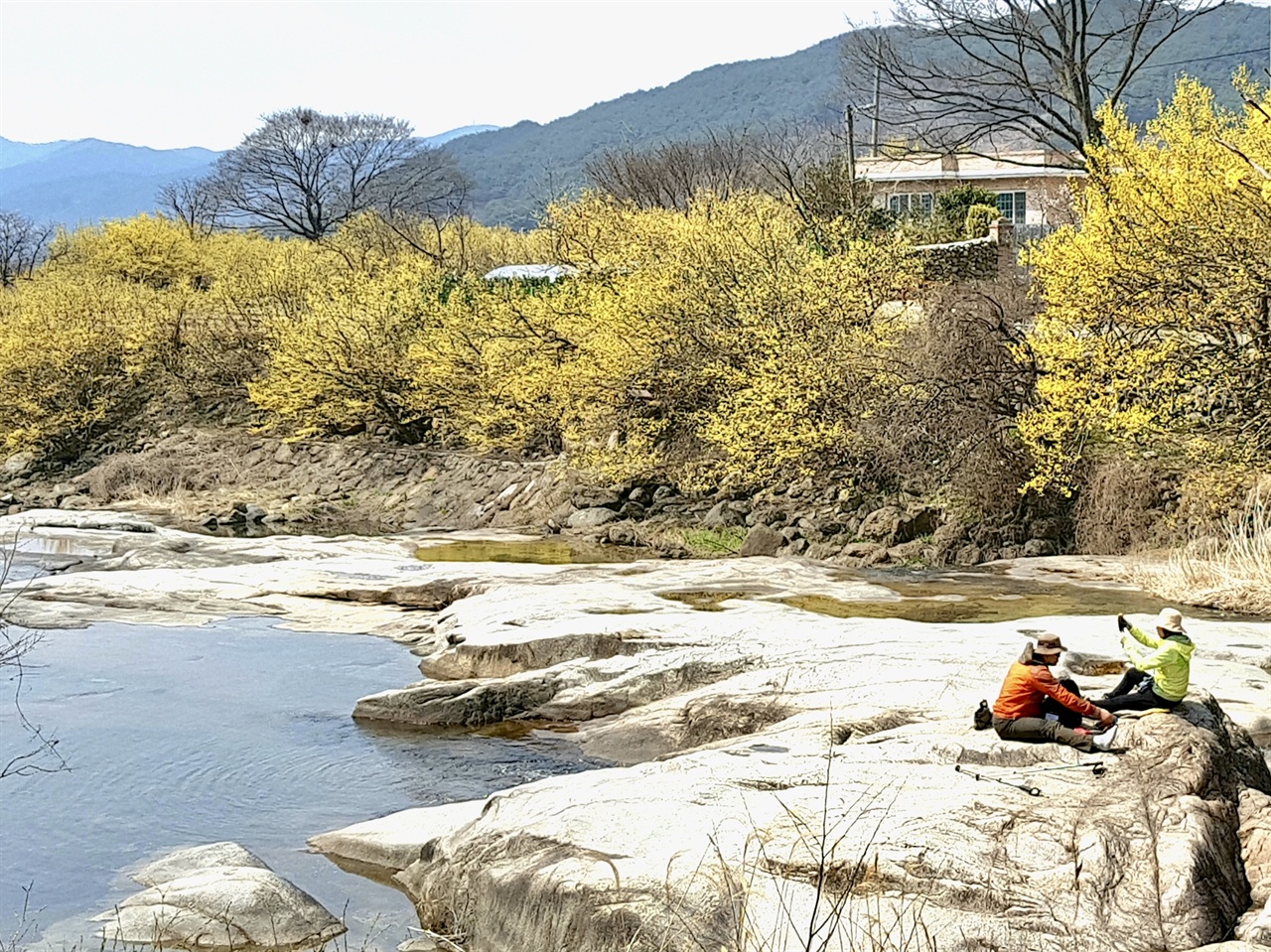  구례 반곡마을 산수유꽃