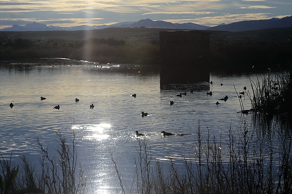 엘칼라파테 자연보호구역내 호수에서 평화롭게 헤엄치는 새들의 모습  