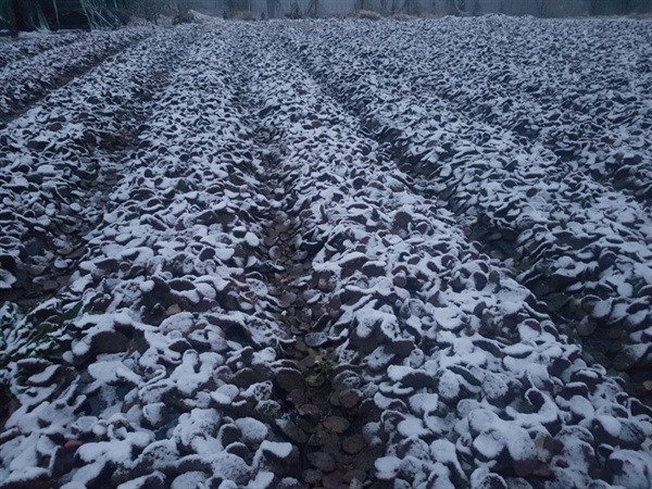 한겨울 눈 내린 천년초 농장 