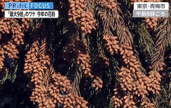 꽃가루가 주렁주렁 매달려있는 삼나무. 일본의 TV가 지난 1월에 찍은 모습이다.