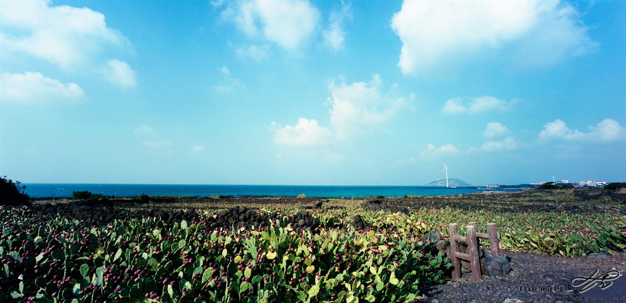 월령리 선인장마을 (SW612/Pro400H)일주도로를 달리다 색다른 풍경에 잠시 걸었다. 자주색 열매가 눈을 간지럽혔다.