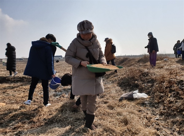 특히 매년 철새들이 천수만을 찾고 있음에도 갈수록 철새들이 먹이활동에 어려움을 겪자, 서태안환경련은 이들에게 매년 볍씨등 먹이나누기를 이어오고 있다.