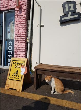    한옥카페 청사포역에서는 ‘한옥이’로, 식당 모리구이에서는 ‘모리’로 ‘이중생활’을 하고 있는 노란 망토 무늬 고양이. 자신이 그려진 표지판 옆에 얌전히 앉아 있다.