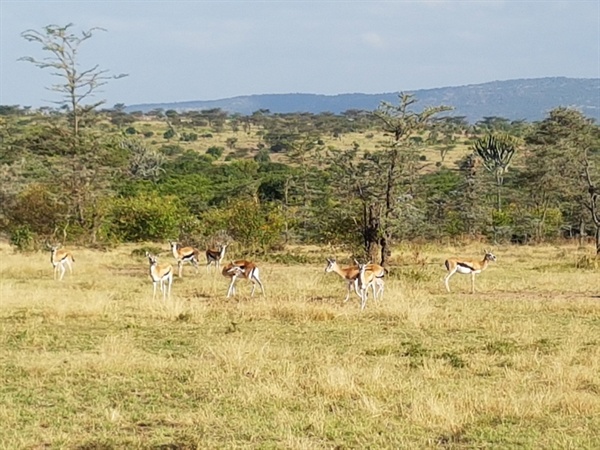 마사이마라 국립공원에서 가장 흔하게 만나게 되는 동물은 임팔라(Impalas)와 톰슨가젤(Thomson's gazelle)이다. 드넓은 초원에서 한가롭게 풀을 뜯고 있는 동물이 바로 임팔라와 톰슨가젤이다. 마사이마라 국립공원에서 가장 약하고 순하게 보이는 야생동물들이기도 하다. 