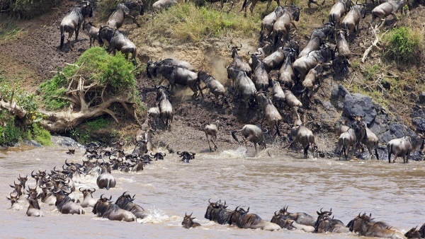 탄자니아와 케냐의 국경 경계선을 이루는 마라강(River of Mara)을 넘으려는 150만 마리의 누우(gnu) 떼, 30만 마리의 지브라(zebra, 얼룩말) 떼 등 야생동물 떼들과 그들 중 낙오자를 잡아먹으려는 사자, 악어, 하마 사이의 혈투는 수많은 관광객들에게 흥미진진한 볼거리를 제공해준다. 