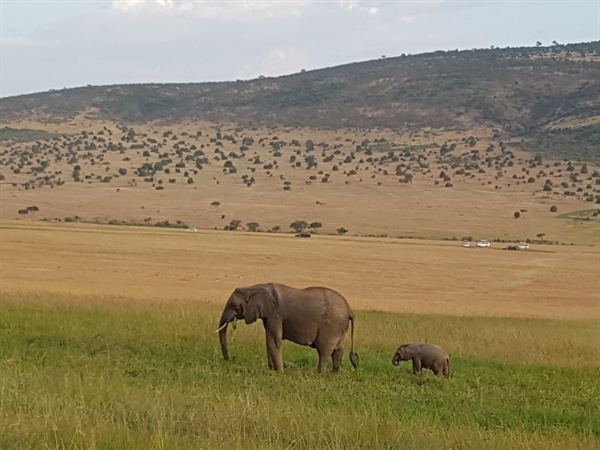 마사이마라 국립공원에서 10여 마리의 코끼리가 풀을 뜯고 있는 것을 목격했다. 새끼를 이끌고 움직이는 어미코끼리를 만나 그 귀여움에 시간 가는 줄도 모르고 넋을 잃고 한동안 바라보았다. 
