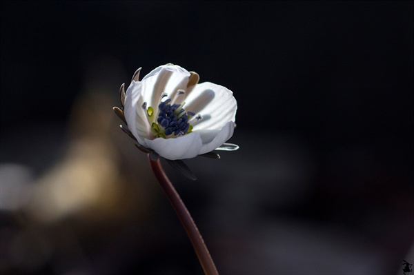 놀랍게도 변산 바람꽃은 아네모네속이 아니라 에란디스(Eranthis)속 식물로 바람꽃이 아니다. 에란디스는 그리스어 er(봄)와 anthos(꽃)의 합성어로, 이른 봄에 피는 식물이나 꽃에게 붙여진 속명이다. 이 말은 ‘그냥 봄을 알리는 야생화다’라는 뜻이다. 