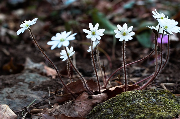 흰색 노루귀는 희귀종 야생화다. 이런 귀한 꽃들이 미륵산에 가득해 그 싱그러움을 느낄 수 있다. 