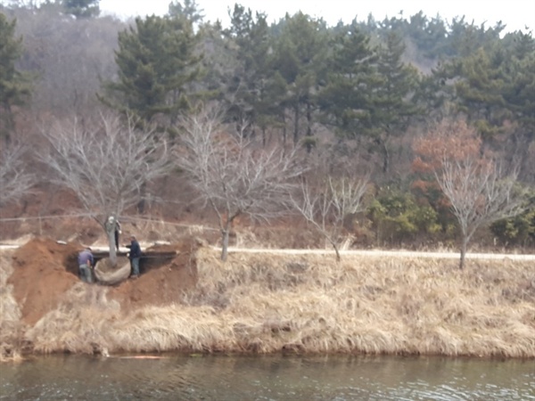  갈두천변의 왕벗 나무가 무단으로 굴취되고 있다.