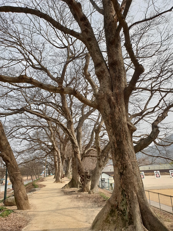 담양읍의 관방천을 따라 만들어진 제방에 줄지어 서있는 나무들