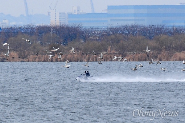 3월 3일 낙동강 하구에서 수상오토바이 1대가 큰고니떼를 향해 달려가고 있는 장면이 포착되었다.