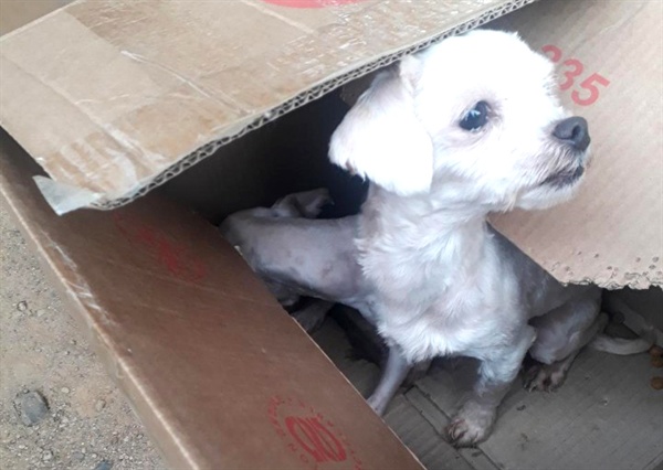 2월 18일 아침 김해시 주촌면 농소리 교량 밑에서 상자에 담겨 버려진 채 발견된 개.
