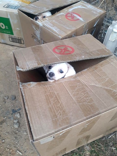 2월 18일 아침 김해시 주촌면 농소리 교량 밑에서 상자에 담겨 버려진 채 발견된 개.