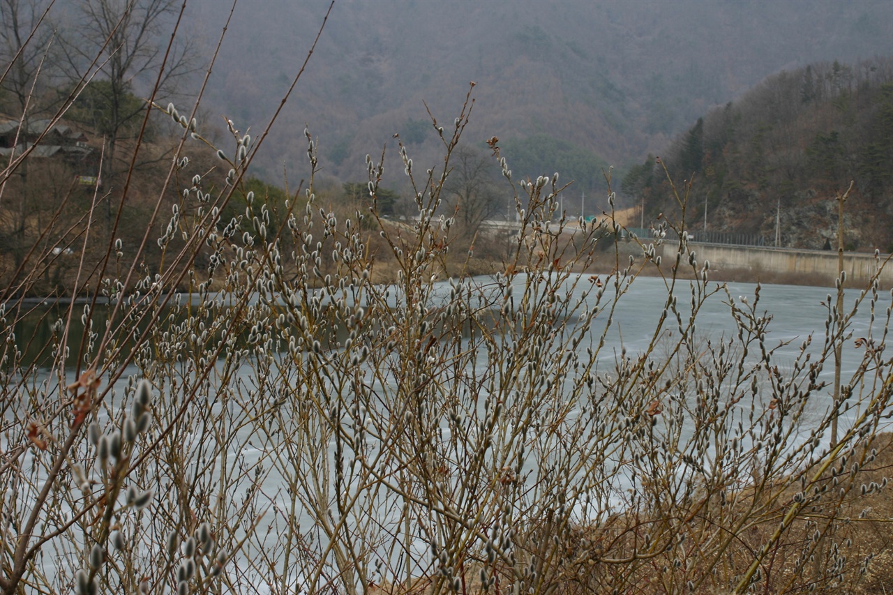  주천강변의 버들강아지가 봄소식을 전하고 있다.