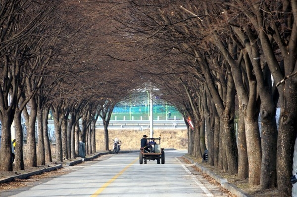  보은군이 삼년산성 가는 길에 심은 느티나무 가로수(보은 정보고∼기상관측소∼삼년산성 구간) 100여 그루를 모두 베어내기로 결정해 논란이 일고 있다.