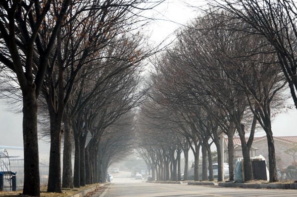  보은군이 삼년산성 가는 길에 심은 느티나무 가로수(보은 정보고∼기상관측소∼삼년산성 구간) 100여 그루를 모두 베어내기로 결정해 논란이 일고 있다.