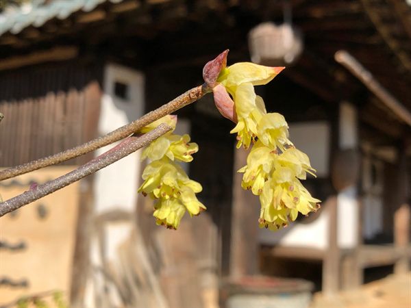 지리산국립공원 깃대종 히어리