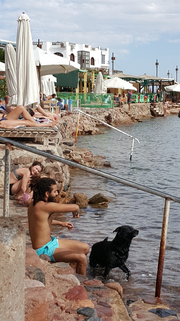 카페가 있는 다합 바닷가에서는 개들과 물장난 하는 모습을 종종 볼 수 있다. 