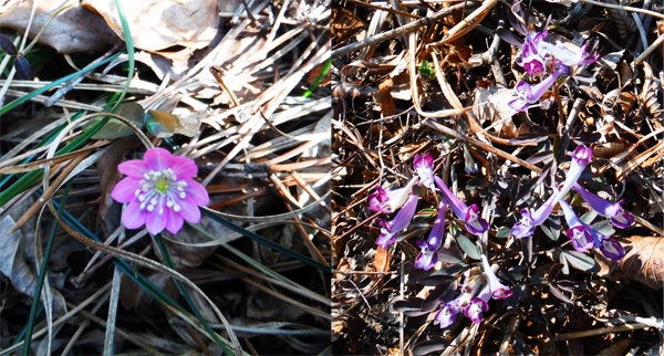     봄소식을 전해주는 듯 꽃을 피운 노루귀(왼쪽)와 현호색(오른쪽).