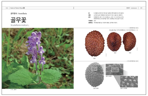  「자생식물종자Ⅰ 꿀풀과」 도감 내지

