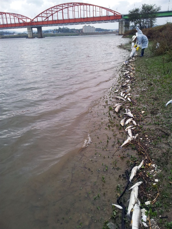 2012년 금강에서 발생한 물고기 떼죽음은 10일간 60만마리 이상의 물고기가 죽었다. 환경부·국토부·수자원공사·자치단체에서 죽은 물고기를 수거하고 있다. 