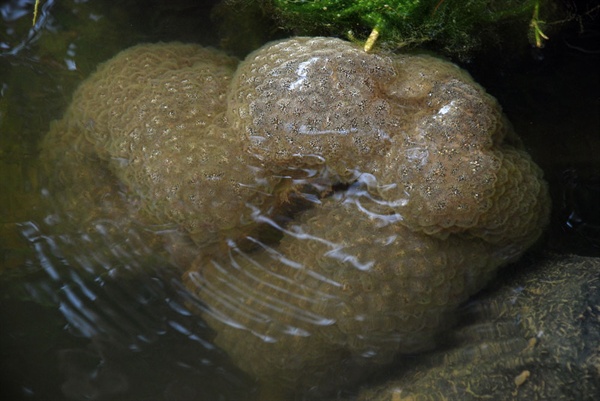 저수지나 댐 등에서 발견되던 외래종 태형동물인 큰빗이끼벌레(Pectinatella magnifica)가 4대강 사업 이후 금강에서 처음으로 발견됐다.