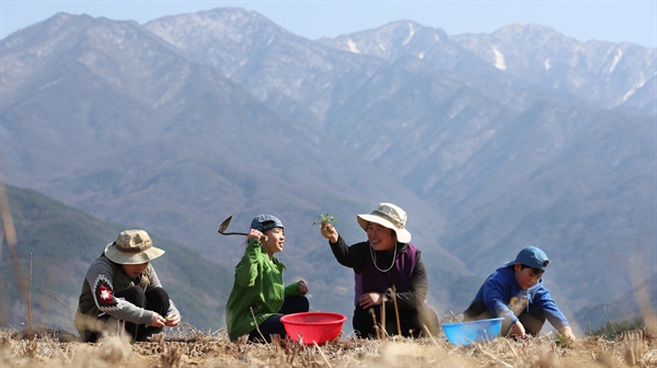  지리산 아이들의 봄나물 캐기.