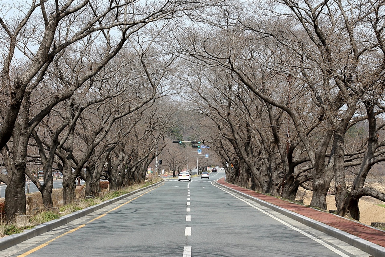 ‘아름다운 한국의 길 100선’에  선정된 ‘경주 흥무로 벚꽃터널’모습(2019. 3.18.12:00)