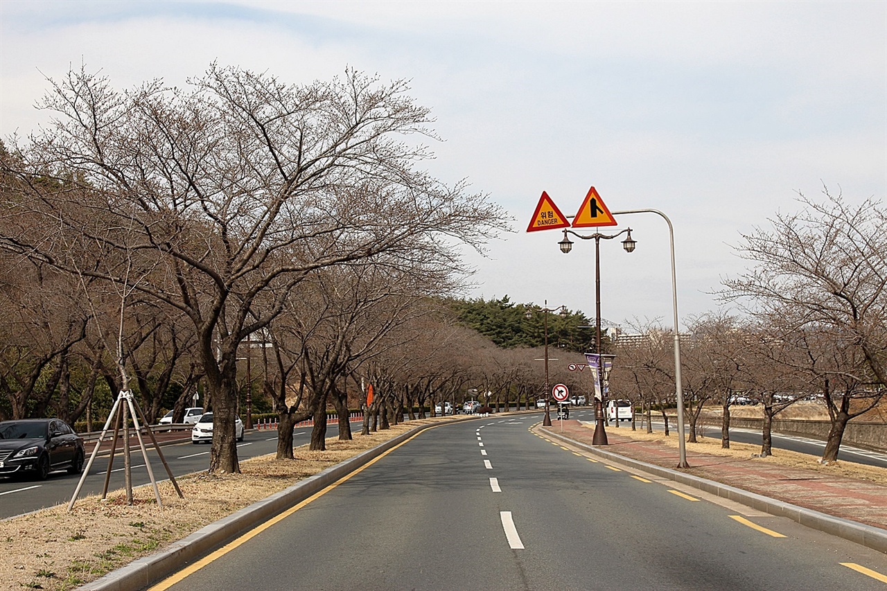  멀리서 보면 연분홍색으로 보이는 경주 보문로 동궁원 앞 벚꽃길 모습(2019. 3.18.15:45)
 