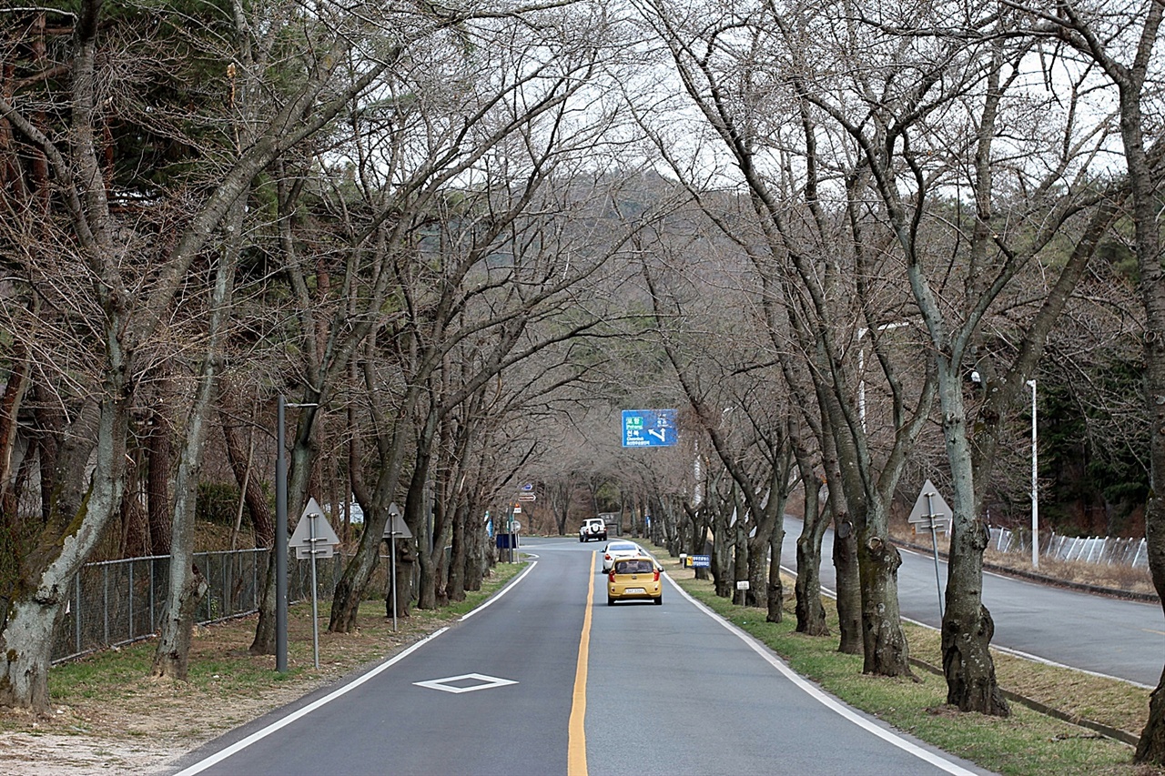 무장산 가는 길에 있으며 개화가 다른 곳보다 1주일 늦은 '경주 암곡 벚꽃터널' 모습 (2019.3.18.16:29)