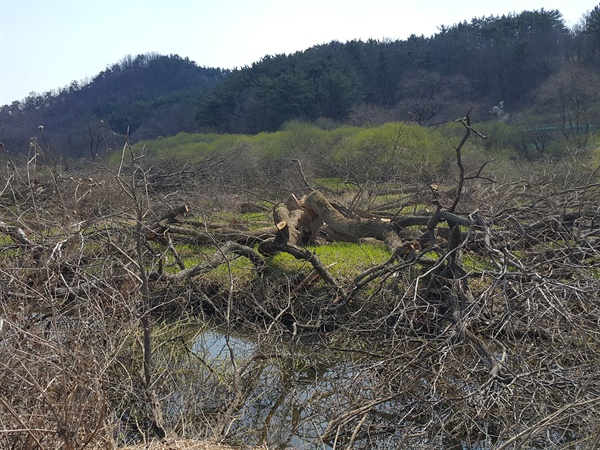 창녕 대봉늪 공사 현장.